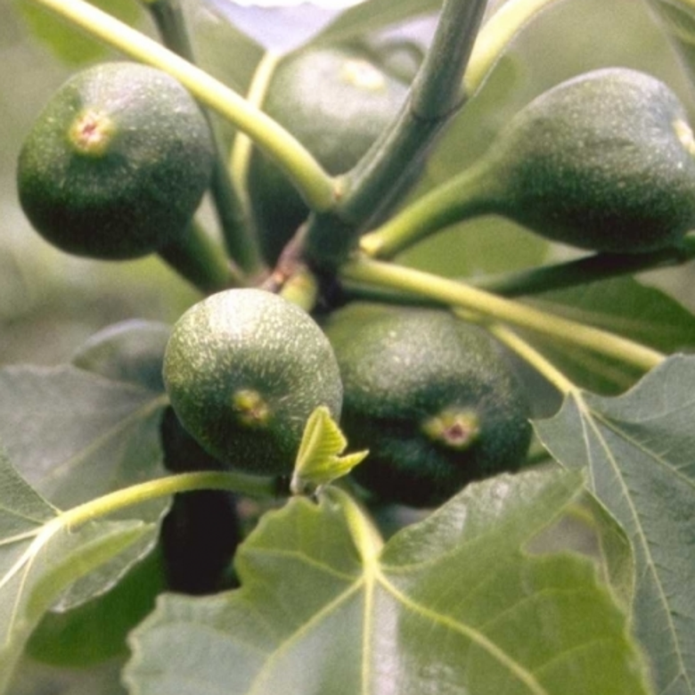 Viering Eerste Advent
30 november