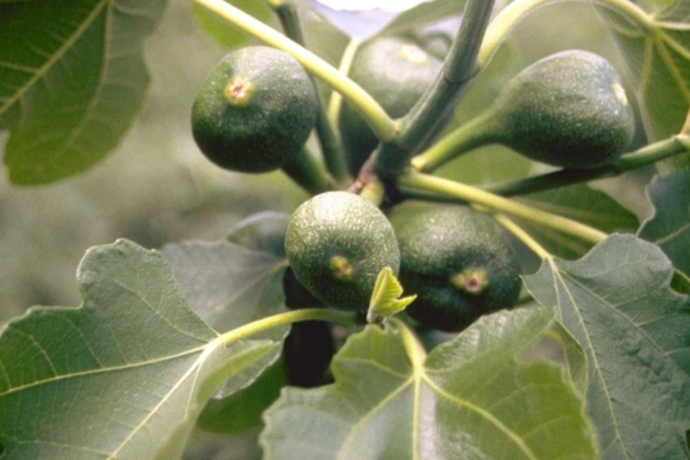 Viering Eerste Advent
30 november