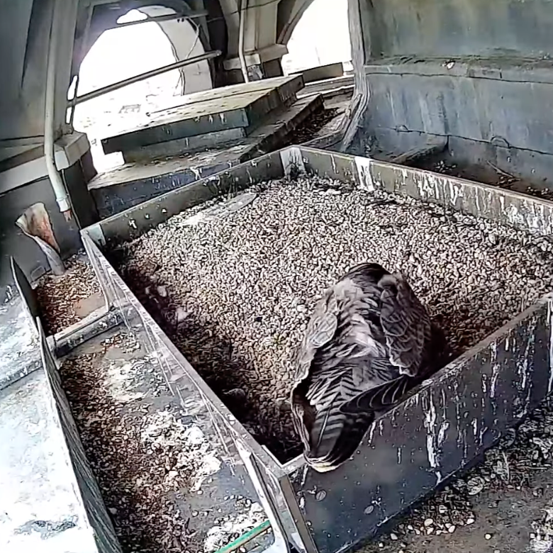 Slechtvalk live-cam